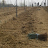 Co-Progettazione impianti viticoli;
